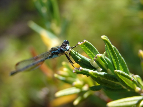 Damselfly