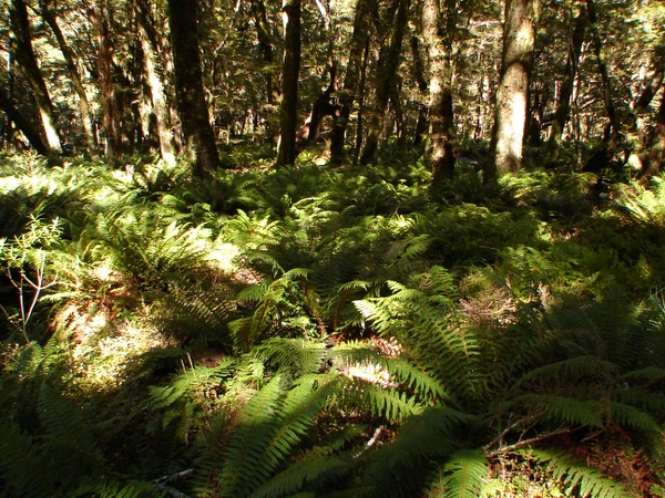 Lush Fern Forests