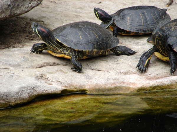 Onward Ho!