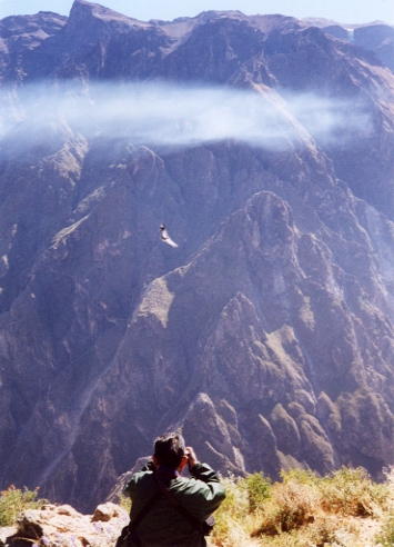 Andean Condor