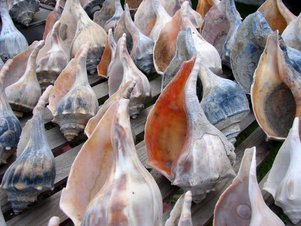 $1 Sea Shells