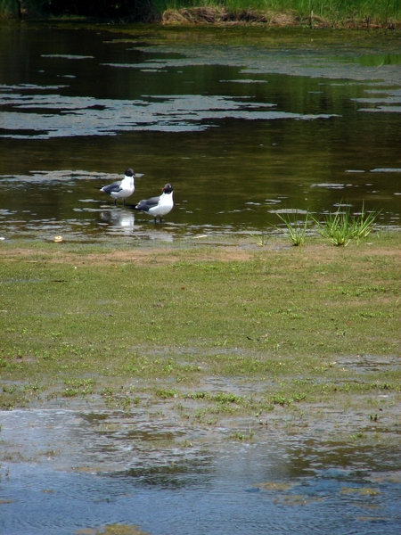 A Couple of Birdies