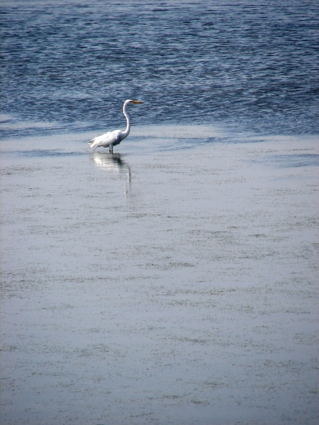 Birdie #2