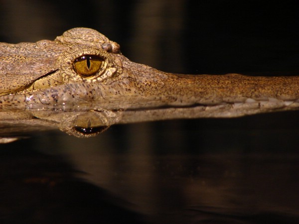 Crikey!