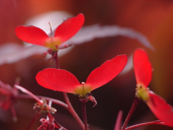 Red Whirligig