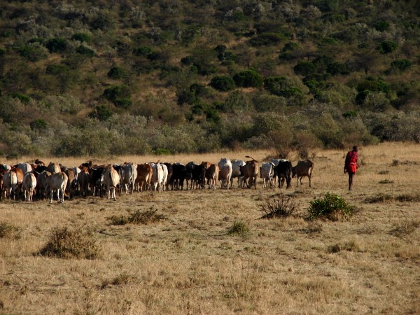Cattle Herding