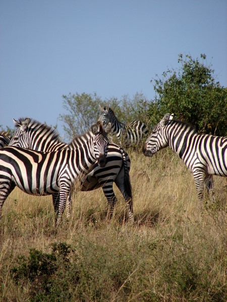 White with Black Stripes?