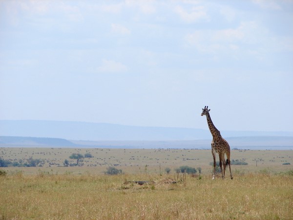 Masai Mara