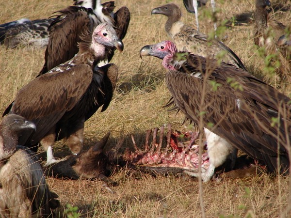 The Strongest Eats First