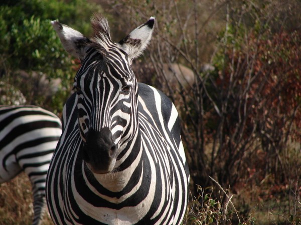 Zebra