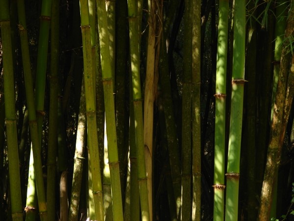Bamboo
