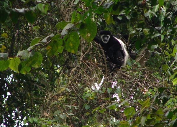 Colobus Monkey
