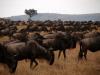 The Wildebeest Migration
